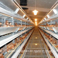 Automatic Poultry Cage Equipment for Broiler House